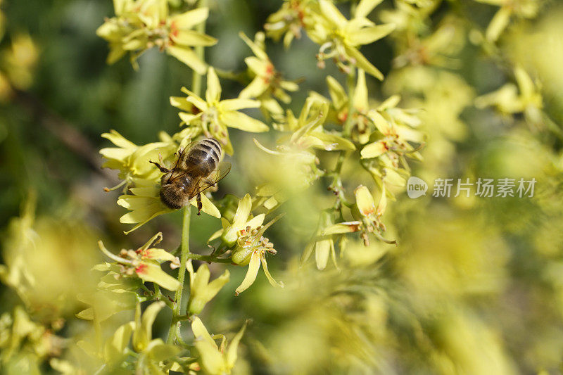 开黄花的印度栾树(Koelreuteria paniculata)喜爱蜜蜂